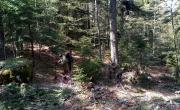 kupres-posumljavanje-6.6.2022.-5.jpg